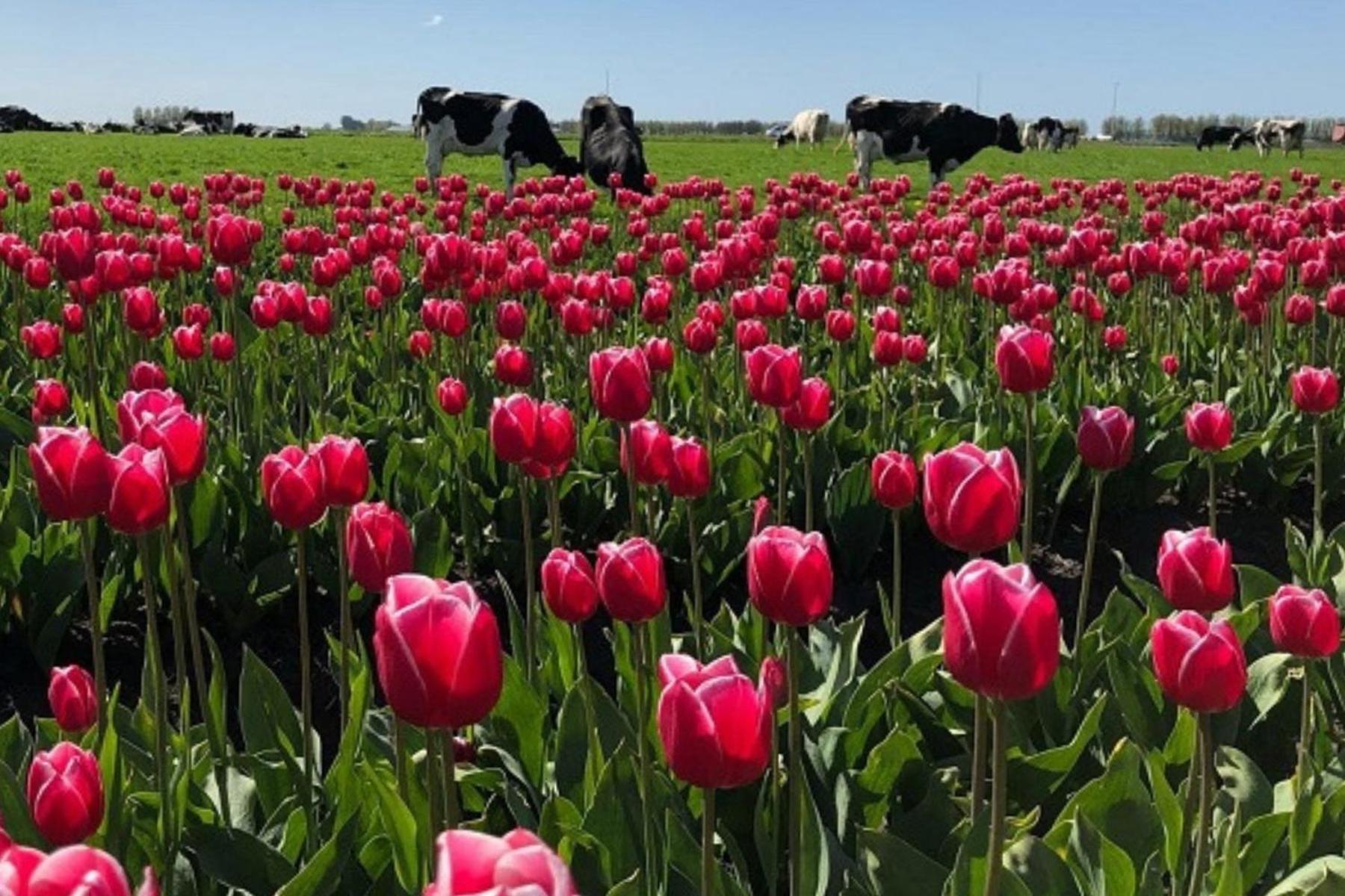 Torenhuis Medemblik Bagian luar foto